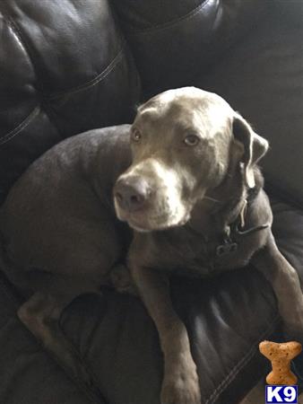 a labrador retriever dog sitting on a couch