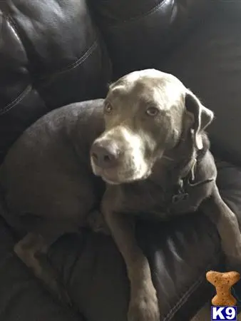 Labrador Retriever stud dog