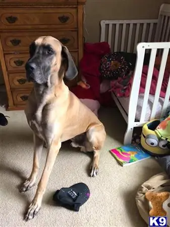 Great Dane