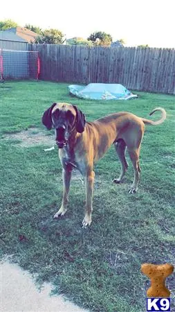 Great Dane stud dog