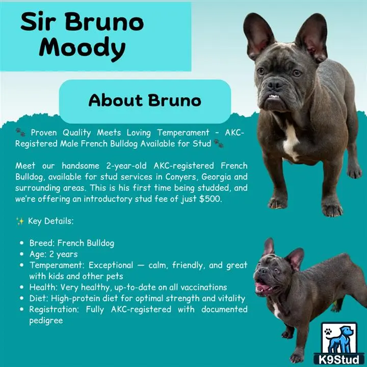 French Bulldog stud dog: a collage of a french bulldog dog