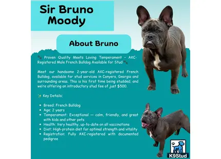 French Bulldog stud dog: a collage of a french bulldog dog