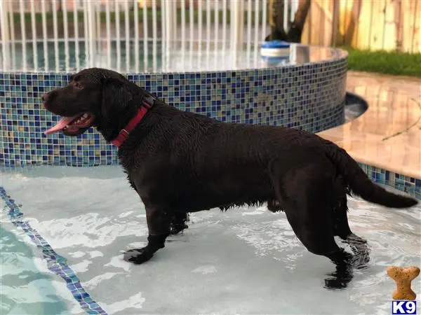 Labrador Retriever stud dog