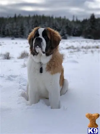 Saint Bernard stud dog