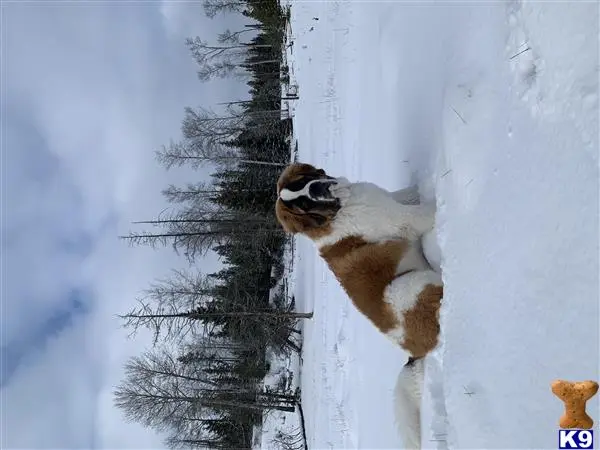 Saint Bernard stud dog