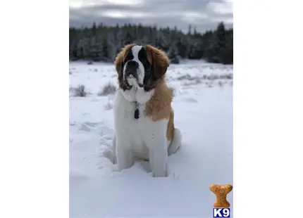 Saint Bernard