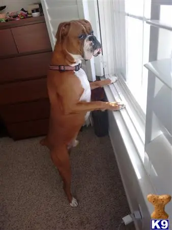 Boxer stud dog