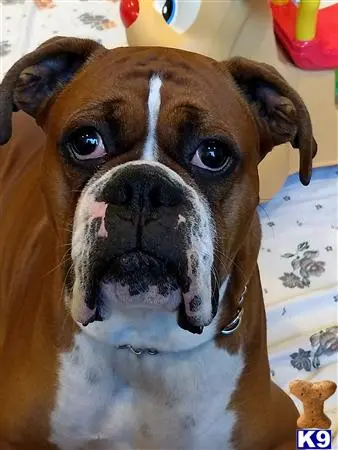 Boxer stud dog