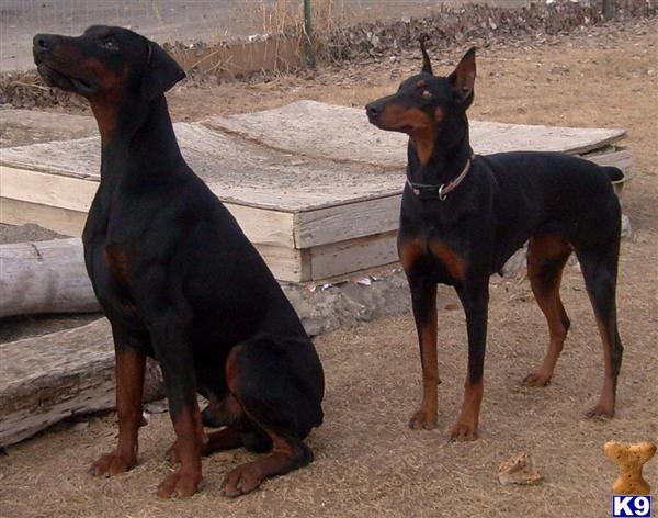 AKC EUROPEAN RED/RUST MALE DOBERMAN PINSCHER PUPPY