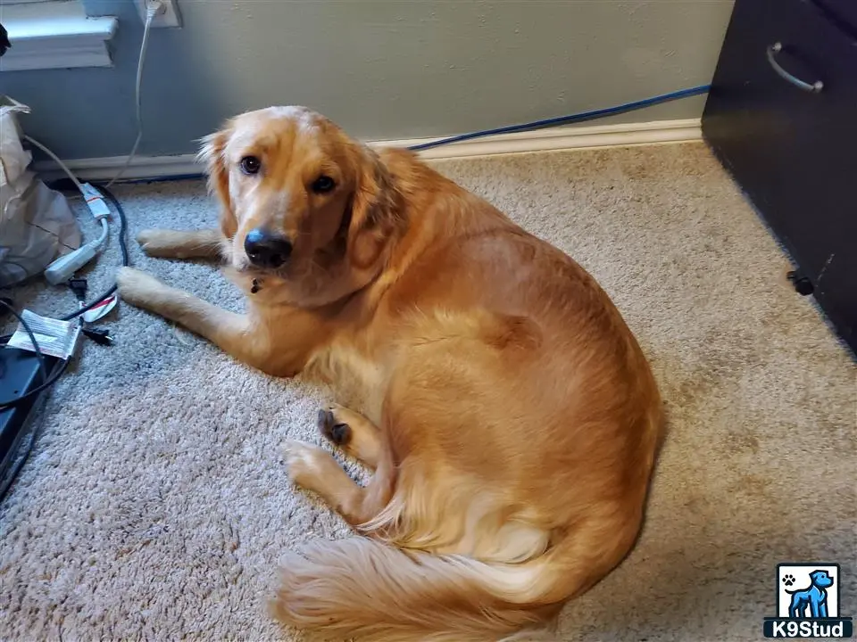 Golden Retriever female dog: Golden Retriever lying on carpet in a cozy indoor setting