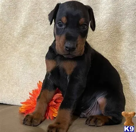 Doberman Pinscher puppy for sale