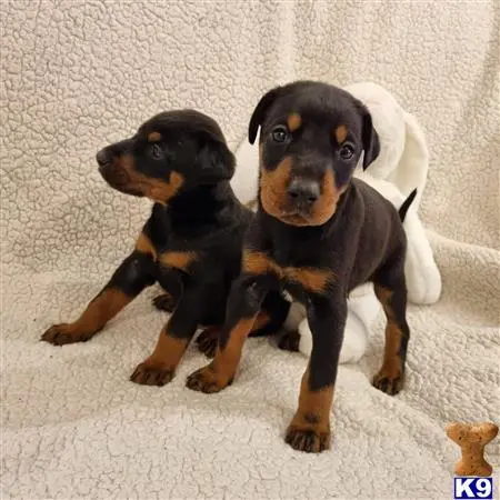 Doberman Pinscher puppy for sale