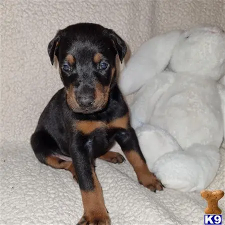 Doberman Pinscher puppy for sale