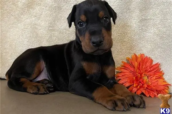 Doberman Pinscher