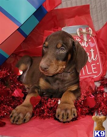 a doberman pinscher dog lying on a blanket
