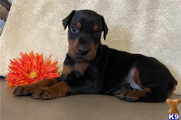 Doberman Pinscher puppy for sale