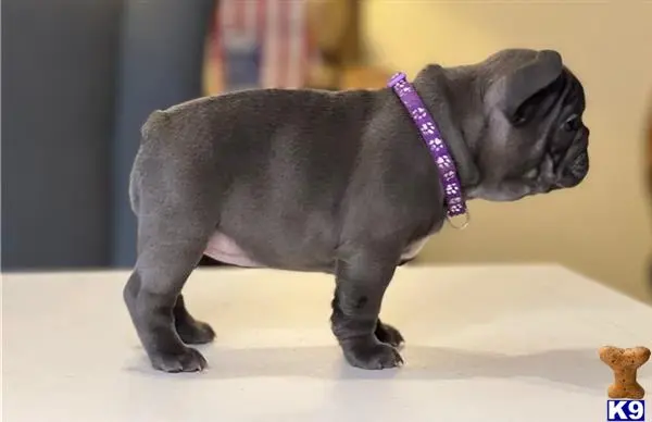 French Bulldog