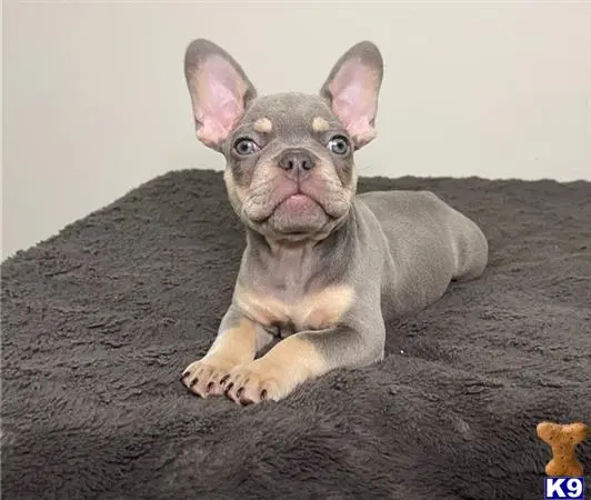 French Bulldog puppy for sale