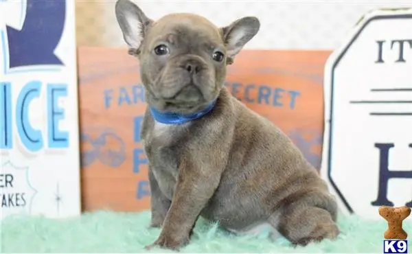 French Bulldog puppy for sale