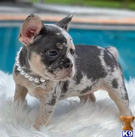 French Bulldog puppy for sale