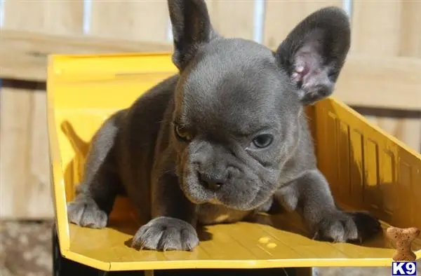 French Bulldog puppy for sale