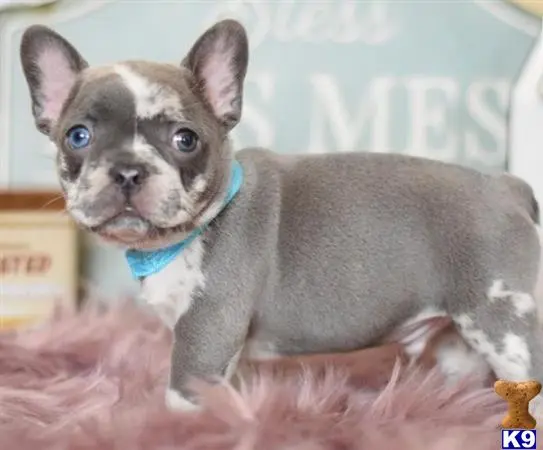 French Bulldog puppy for sale