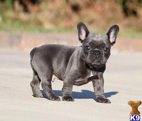 French Bulldog puppy for sale