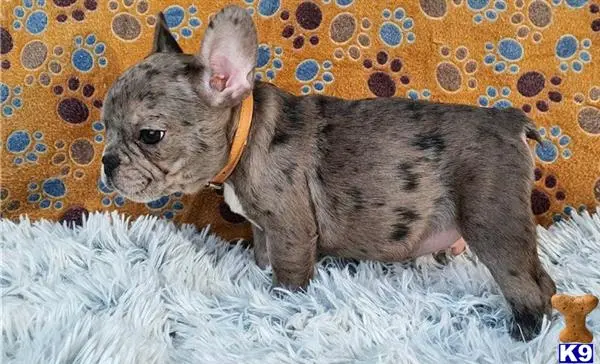 French Bulldog puppy for sale