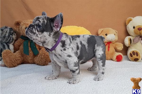 a french bulldog dog with a group of stuffed animals