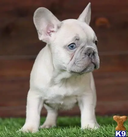 French Bulldog puppy for sale