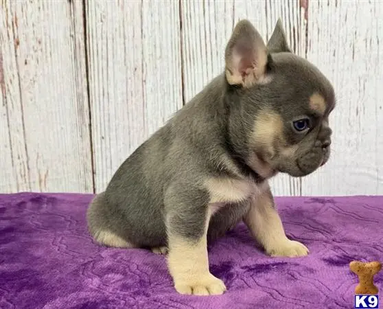 French Bulldog