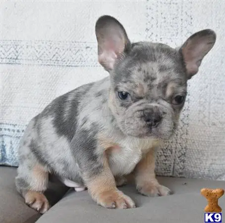 French Bulldog