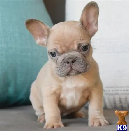 French Bulldog puppy for sale