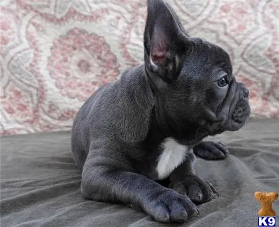 French Bulldog puppy for sale