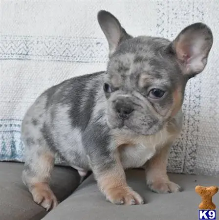 French Bulldog puppy for sale