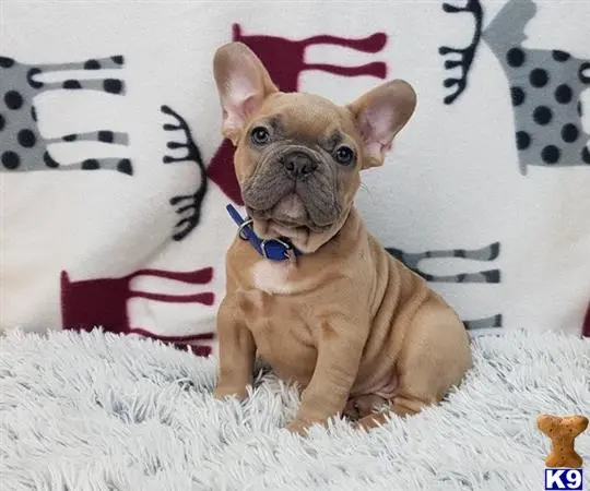 French Bulldog puppy for sale