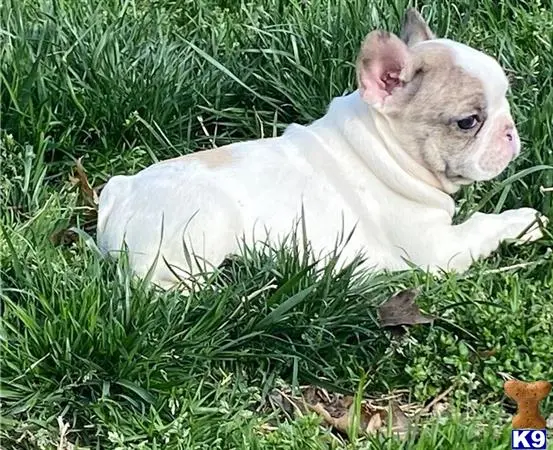 French Bulldog puppy for sale