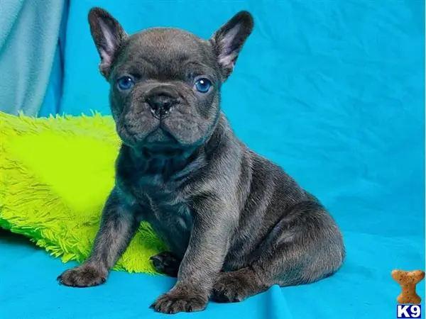 French Bulldog