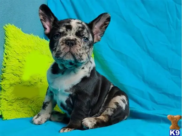 French Bulldog puppy for sale