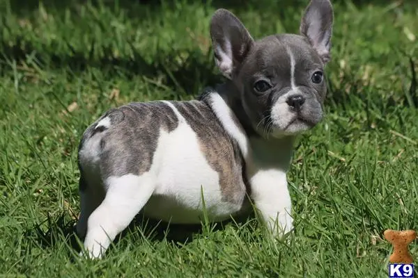 French Bulldog puppy for sale