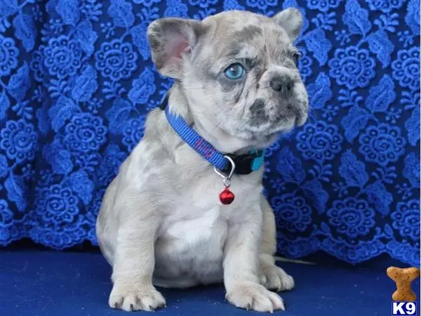 French Bulldog puppy for sale