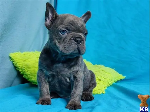 French Bulldog