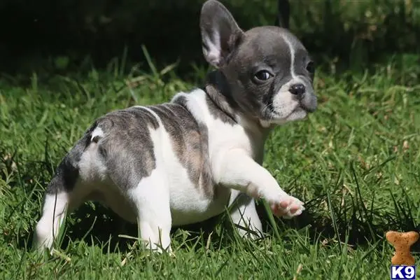 French Bulldog