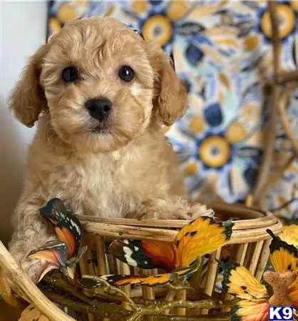 Maltipoo