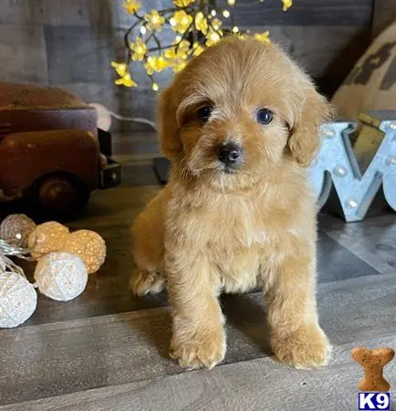 Maltipoo puppy for sale