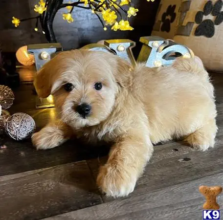 Maltipoo puppy for sale