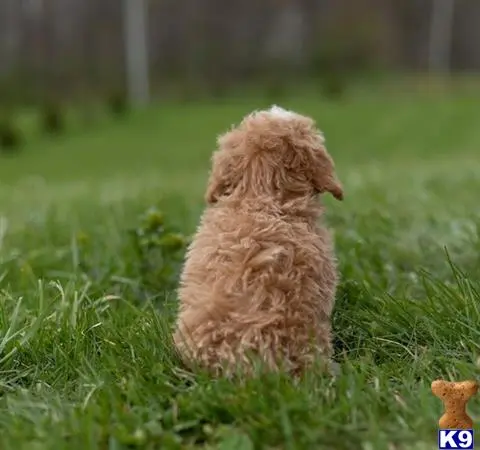 Maltipoo puppy for sale