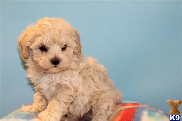 Maltipoo puppy for sale