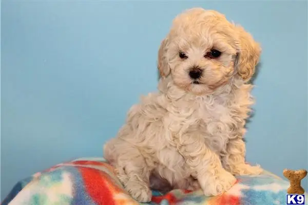 Maltipoo puppy for sale