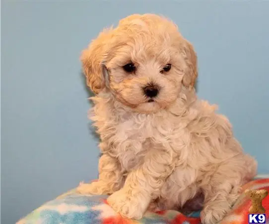 Maltipoo puppy for sale